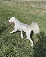 Blue, a male Sheepadoodle for sale in Claypool, IN – Photo 9 of 9