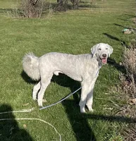 Blue, a male Sheepadoodle for sale in Claypool, IN – Photo 2 of 9