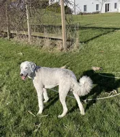 Blue, a male Sheepadoodle for sale in Claypool, IN – Photo 7 of 9