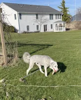 Blue, a male Sheepadoodle for sale in Claypool, IN – Photo 5 of 9