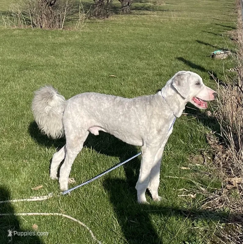 Blue – Sheepadoodle puppy for sale in Claypool, IN