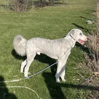 Blue, a male Sheepadoodle for sale in Claypool, IN – Photo 1 of 9