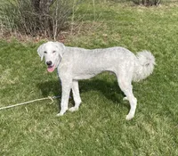 Blue, a male Sheepadoodle for sale in Claypool, IN – Photo 4 of 9