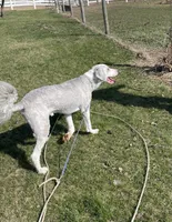 Blue, a male Sheepadoodle for sale in Claypool, IN – Photo 8 of 9