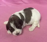 April, a female Havachon for sale in Claypool, IN – Photo 2 of 5