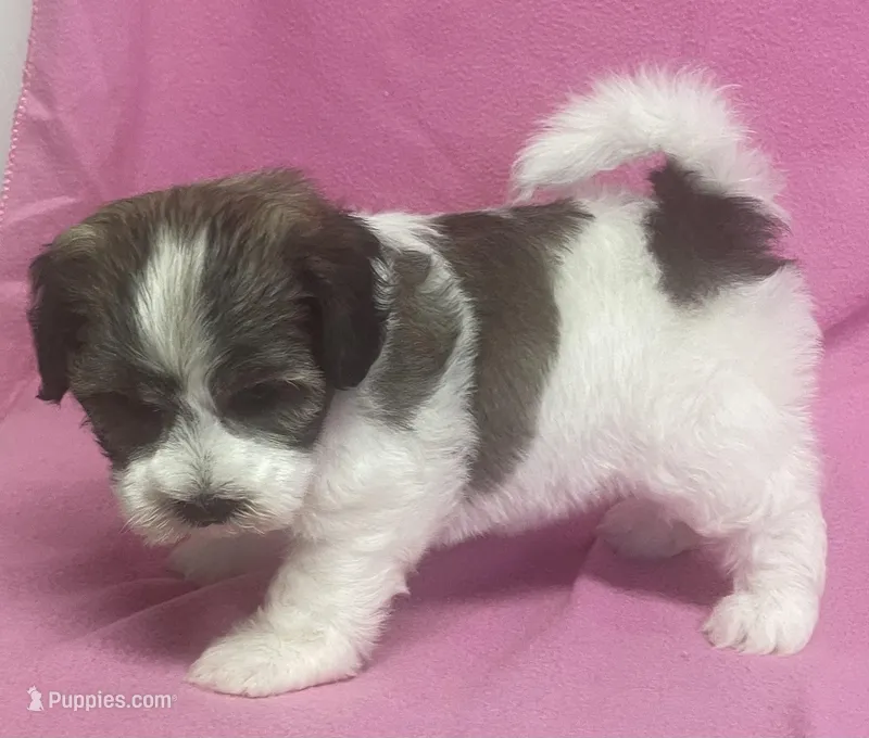 April – Havachon puppy for sale in Claypool, IN