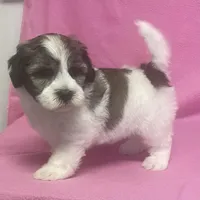 April, a female Havachon for sale in Claypool, IN – 3 of 6
