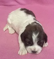 April, a female Havachon for sale in Claypool, IN – Photo 5 of 5