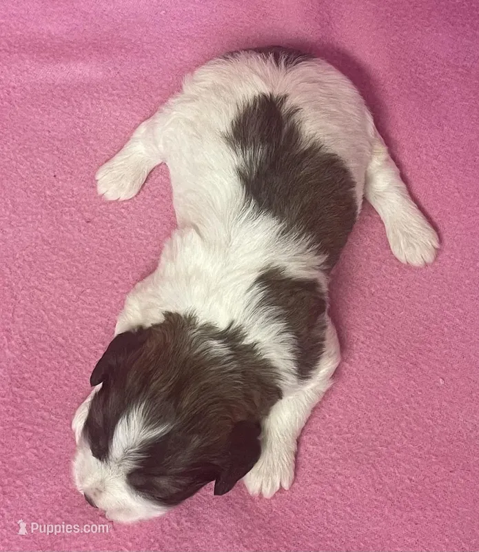 April – Havachon puppy for sale in Claypool, IN