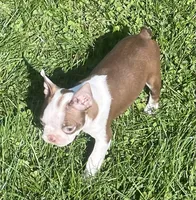 Moonshine, a female Boston Terrier for sale in Claypool, IN – 3 of 7