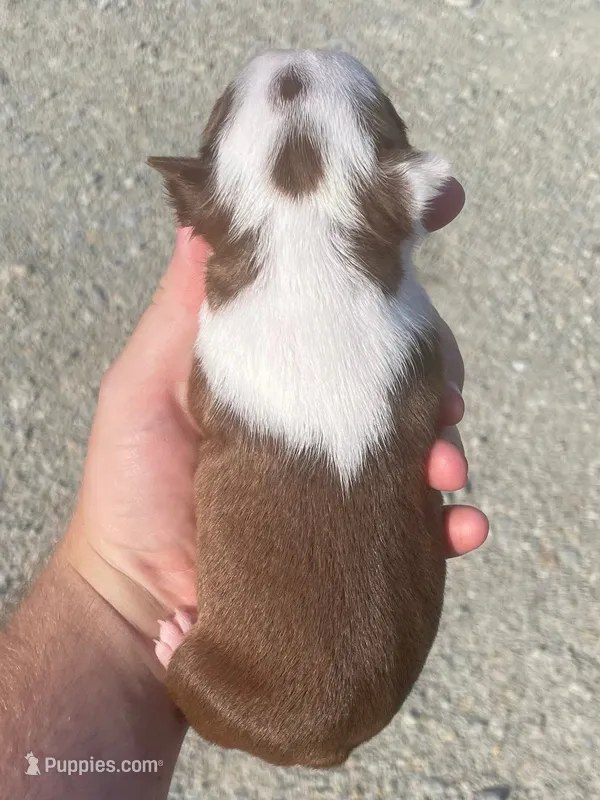 Riley – Boston Terrier puppy for sale in Claypool, IN