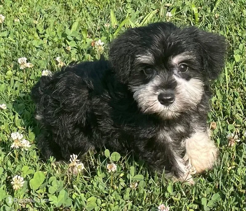 Samantha – Miniature Schnauzer puppy for sale in Claypool, IN