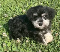 Samantha, a female Miniature Schnauzer for sale in Claypool, IN – 1 of 6