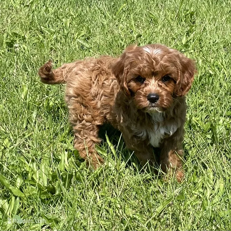 Ezra – Cavapoo puppy for sale in Claypool, IN