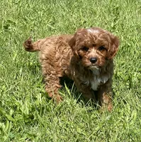 Ezra, a male Cavapoo for sale in Claypool, IN – 1 of 7
