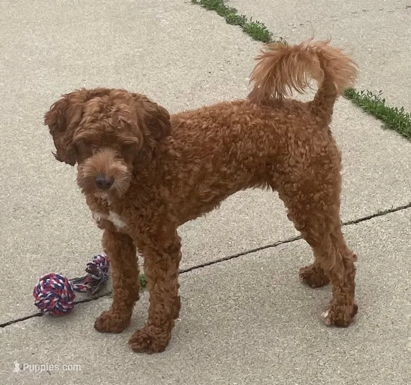 Ruthie -spayed-potty trained – Cavapoo puppy for sale in Claypool, IN