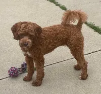 Ruthie -spayed-potty trained, a female Cavapoo for sale in Claypool, IN – 1 of 10