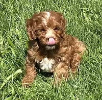 Koda, a male Cavapoo for sale in Claypool, IN – 5 of 9