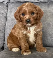 Ezra, a male Cavapoo for sale in Claypool, IN – 2 of 8