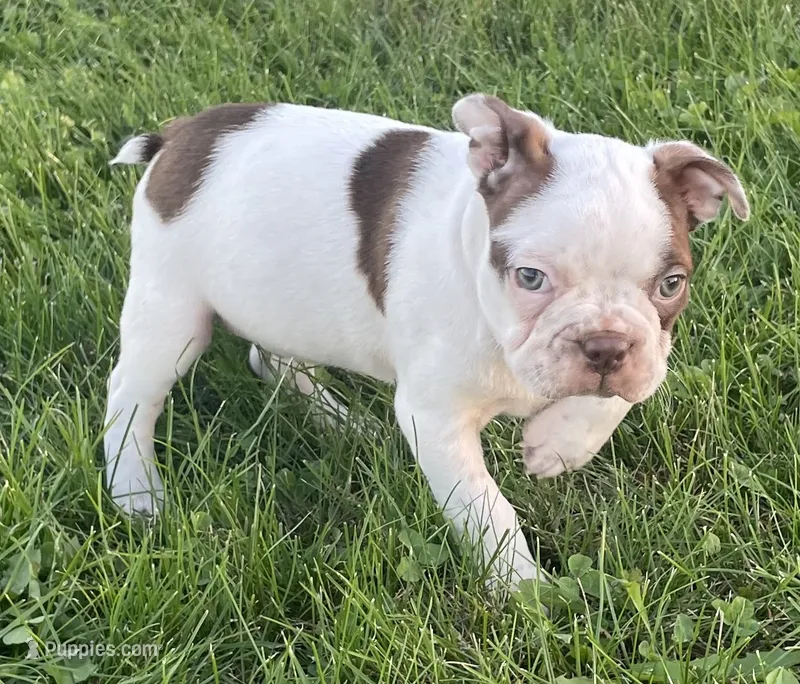Cory – Boston Terrier puppy for sale in Claypool, IN