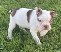 Cory, a male Boston Terrier for sale in Claypool, IN – 5 of 6