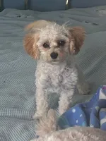 Mille, a female Cavapoo for sale in Claypool, IN – 4 of 6