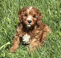 Koda, a male Cavapoo for sale in Claypool, IN – 6 of 9