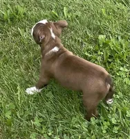 Maya, a female Boston Terrier for sale in Claypool, IN – 3 of 6