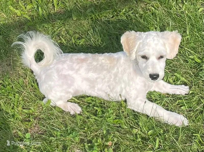 Jasper, a male Havachon for sale in Claypool, IN – 1 of 9