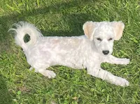 Jasper, a male Havachon for sale in Claypool, IN – 1 of 9