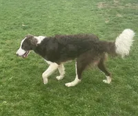 Pozzi , a female Sheepadoodle for sale in Claypool, IN – Photo 9 of 10