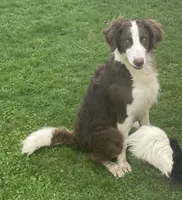 Pozzi , a female Sheepadoodle for sale in Claypool, IN – Photo 2 of 10