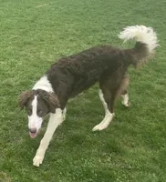 Pozzi , a female Sheepadoodle for sale in Claypool, IN – Photo 6 of 10