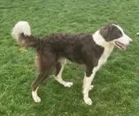 Pozzi , a female Sheepadoodle for sale in Claypool, IN – Photo 3 of 10