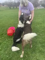 Pozzi , a female Sheepadoodle for sale in Claypool, IN – Photo 10 of 10