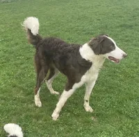 Pozzi , a female Sheepadoodle for sale in Claypool, IN – Photo 4 of 10