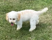 Mighty Mille (Small), a female Bichon Frise and Cavapoo for sale in Claypool, IN – 6 of 8