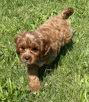 Ezra, a male Cavapoo for sale in Claypool, IN – 7 of 7