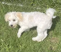 Shiloh, a male Havachon for sale in Claypool, IN – 7 of 8