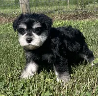 Endora, a female Miniature Schnauzer for sale in Claypool, IN – 1 of 6