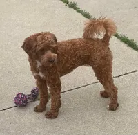 Ruthie -spayed-potty trained, a female Cavapoo for sale in Claypool, IN – 6 of 10