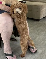 Pretty Boy, a male Bichon Frise and Cavapoo for sale in Claypool, IN – 6 of 8