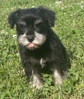 Louise, a female Miniature Schnauzer for sale in Claypool, IN – 3 of 6