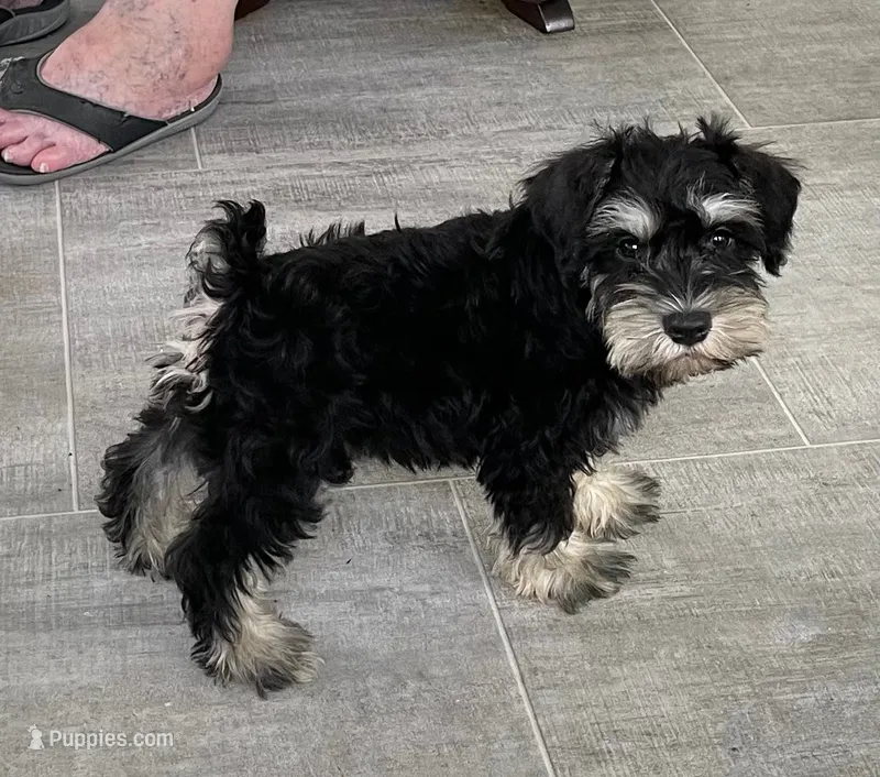 Darrin – Miniature Schnauzer puppy for sale in Claypool, IN