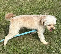 Mr. Happy- Neutered, a male Cavapoo for sale in Claypool, IN – 6 of 9