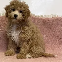 Frankie, a male Bichon Frise and Cavapoo for sale in Claypool, IN – Photo 1 of 4