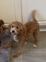 Frankie, a male Bichon Frise and Cavapoo for sale in Claypool, IN – Photo 8 of 8