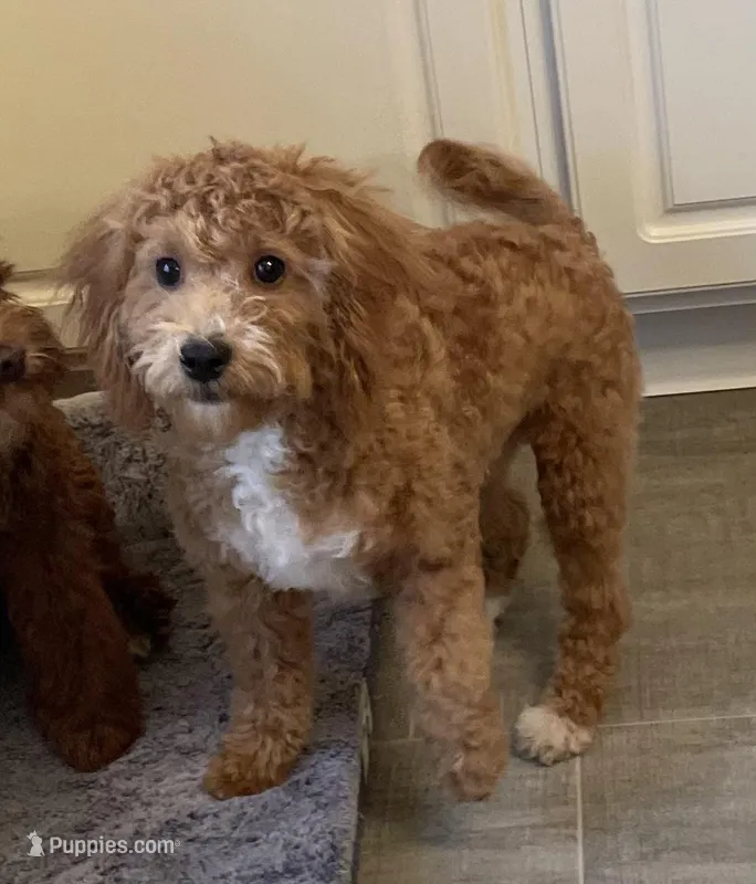 Frankie – Bichon Frise, Cavapoo puppy for sale in Claypool, IN