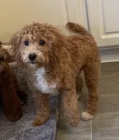 Frankie, a male Bichon Frise and Cavapoo for sale in Claypool, IN – Photo 1 of 8