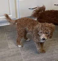 Frankie, a male Bichon Frise and Cavapoo for sale in Claypool, IN – Photo 2 of 8